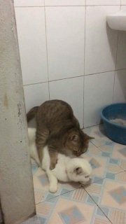 แอบเลา'ไมมนุด.. ออกไปนะ...เลาอาย..