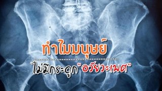 นี่คือเหตุผล! ทำไมมนุษย์ไม่มีกระดูกอวัยวะเพศ