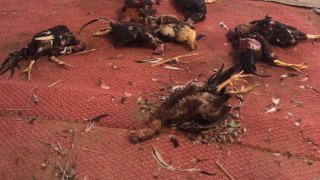 ฝูงหมาบุกขย้ำไก่ชนราคาแพงเสียหายหลายแสนบาท