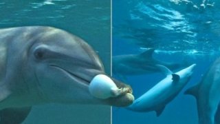 นักวิทย์ตั้งกล้อง จนพบว่า โลมาก็เสพยาได้