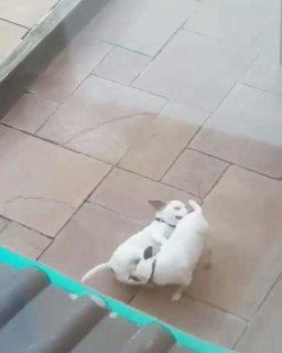 ท่า 69 ไม่ได้มีแค่มนุษย์ ตูบยุค 4G กับท่า 69 ในตำนาน...