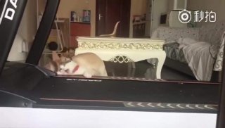 ปาฏิหาริย์รักต่างสายพันธุ์