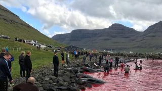 เทศกาลล่าวาฬบนหมู่เกาะแฟโร เปลี่ยนน้ำทะเลเป็นสีเลือดแดงฉาน