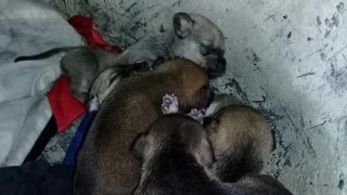 เพจดังแฉ! ตามล่าชายข่มขืนหมาแม่ลูกอ่อน จนอวัยวะเพศบวม แล้วหอบหมาหนี