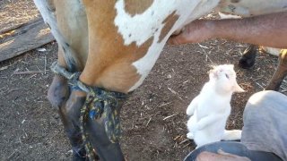 นมสดจากเต้า ของโปรดของโพ้มมม