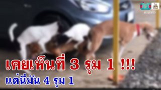 เคยเห็นที่ 3 รุม 1 !!! แต่นี่มัน 4 รุม 1 นะเนี่ย (มีคลิป)