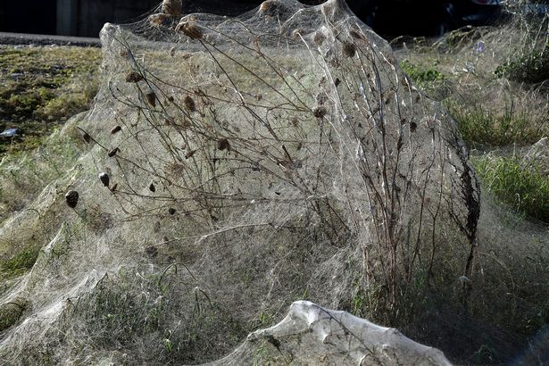นึกว่าฉากในหนังสยองขวัญ แมงมุมยักษ์ Tetragnatha ชักใยคลุมต้นไม้รอบๆทะเลสาบในกรีซ