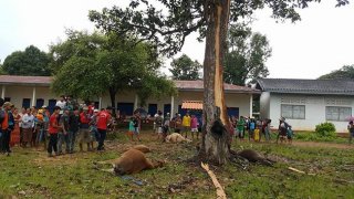 ความเชื่อโบราณ ห้ามอยู่ใต้ต้นไม้ใหญ่ตอนฝนตก จะโดนฟ้าฝนผ่าเอา