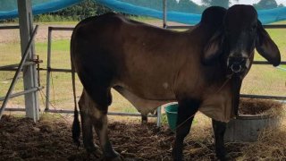 ประกาศขาย &ldquo;เจ้าแรมโบ้&rdquo; วัวหื่น เหยียบเจ้าของตายคาที่ หลังหงุดหวิดไม่ถูกเลือกไปผสมพันธุ์