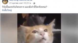 หนุ่ม บีบคอลูกแมว!!!คามือ..กับโครงการวิจัยชิ้นแรก แมวมีเก้าชีวิตจริงหรอ?(เวอร์ชั่นไม่เซ็นเซอร์ภาพ)