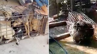 อย่างโหด!!จับหมาถ่วงน้ำให้ตาย แล้วต้มเอาเนื้อไปขายร้านอาหารที่กัมพูชา