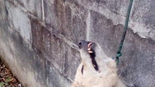 สลดใจหนัก!! สาวร้องหมาถูกเพื่อนบ้านวางกับดักตาย อ้างสุนัขไปกัดไก่