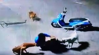 หนุ่มแปลก!! จับหมาดูอวัยวะเพศหมดทุกตัว ก่อนจะขโมยน้องตัวที่ท้องไป