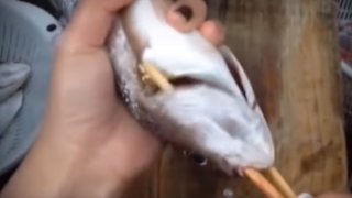 (คลิป) สุดยอด Trick! เมื่อเอาไม้ 2 อันสอดทางปากปลาแล้วหมุน สิ่งที่ได้ออกมามันเกินคาดจริงๆ?