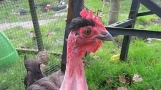 ขำกลิ้ง!!!! สุดแสนรันทด มาดู 15 สัตว์ที่เกิดมามีหน้าตาเหมือนเจ้าโลกผู้ชาย