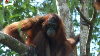 เปิดชีวิตจริงของ &ldquo;อุรังอุตัง&rdquo; ที่ถูกมนุษย์จับ โกนขน-แต่งหน้า ขังเป็นทาสขายตัวในซ่อง