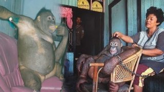 ชีวิตสุดเศร้าของลิงอุรังอุตัง ถูกพวกใจทรามจับ "โกนขน-แต่งหน้า" นำมาขายกาม สนองตัณหามนุษย์!!