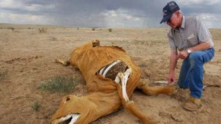 แคทเทิล มิวทิเลชั่น (Cattle Mutilations) ฝืมือคนหรือต่างดาว