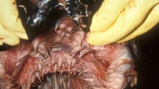 นี่คือภาพถ่าย ภายในปากของเต่ามะเฟือง..