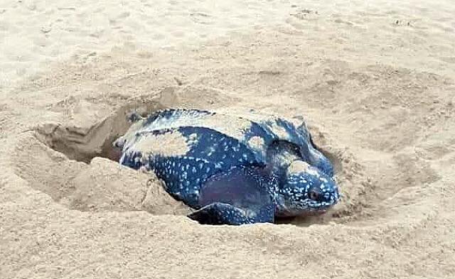 ดร.ธรณ์ เผยคลิป "เต่ามะเฟือง" วางไข่บนชายหาดเขาหลัก หลังไม่เคยพบกว่า 5 ปี