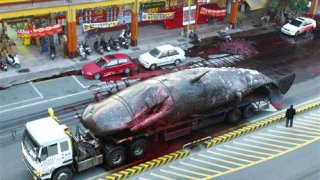 วาฬสเปิร์มหนัก 50 ตัน ระเบิดกลางถนนที่ไต้หวัน ส่งกลิ่นเหม็นคลุ้ง เละเทะเกินบรรยาย