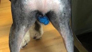 ภาพถ่ายเทรนด์ใหม่ แต่งลูกอัณฑะของสุนัขด้วยกากเพชรระยิบระยับ งานนี้เล่นเอาคนรักสัตว์ถึงกับงง!!