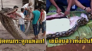 4 เหตุการณ์งูยักษ์สุดโหด ขย้ำมนุษย์ตายทั้งเป็น สุดสะเทือนขวัญชาวโลก (คลิป)