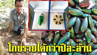 สุดยอด ภูมิปัญญาชาวบ้าน ชาว หนองบัวลำภู เลี้ยง แมลงทับ ขายปีก สร้างเครื่องประดับ โกยรายได้กว่าปีละล้าน