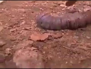 รู้จักไหม ? หนอนอวัยวะเพศชาย มีถิ่นกำเนิดในแถบประเทศอินโดนีเซีย