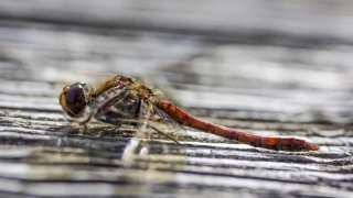 แมลงปอแกล้งตายเพื่อหนีเซ็กส์