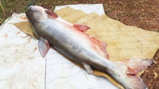 ฮือฮา! หนุ่มอุบลฯ วางอวนจับปลาบึกยักษ์จากแม่น้ำโขง หนักถึง 143 กก.! ขายได้เงินกว่าหมื่นบาท!