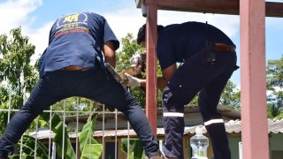 เกิดเหตุแมวจอมซนตกหลังคาบ้านขาโดนเหล็กรั้วเสียบคาน่าสงสาร