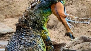 โคตรไอ้เข้อยู่ที่นี่!! ยาว 6 เมตร กับจระเข้ ลุ่มแม่น้ำไนล์