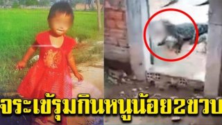 สลดหนูน้อย 2 ขวบ เดินหลงเข้าคอกจระเข้ ถูก รุมกิน ทั้งเป็น พ่อเห็นโดดแย่ง