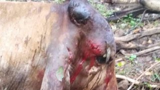 เขาโหดจริงๆ!!! พิทบูลขย้ำ แม่วัวพันธุ์ รุมกัดฉีกเนื้อจนตาย​อนาถ​! สาหัสอีก 1 เจ้าของวัวโวย คนเลี้ยงไม่รับผิดชอบ​ ชาวบ้านหวั่นสุนัขขย้ำหัวคน(คลิป)