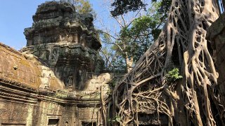 ปราสาทที่ปกคลุมไปด้วยต้นไม้ (ปราสาทตาพรหม)