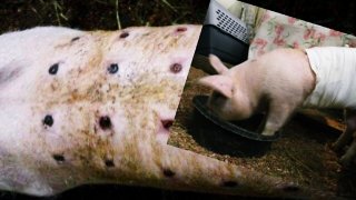 สลดใจ!! ลีอา ผู้รอดชีวิต เป็นตัวเดียวที่ถูกช่วย ความเจ็บที่ยากจะจินตนาการ