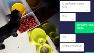 สุดยอดบริการ!! ยุคนี้ เรียกจ้างGrab Car ให้อาหารแมวที่บ้าน