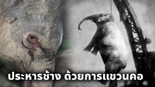 การประหารชีวิตช้างโดยการแขวนคอ