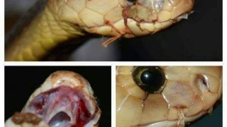 แฉความโหดของคน ที่ร้ายกว่าสัตว์ใดๆ นำงูมาเย็บปากเพื่อเอาไปโชว์