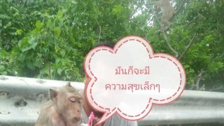 จ๋อสุดประทับใจ หนุ่มใจบุญ เก็บแก้วมังกรข้างทาง 70 กิโล ไปให้ลิง