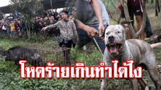 ให้หมารุมทึ้งฉีกร่างจนตาย!! หนุ่มเวียดนามใจโฉด ปล่อยสุนัขพิทบูลหลายตัว รุมขย้ำหมูป่า ฉีกร่างเป็นชิ้นๆจนตาย
