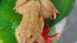 กบถูกผ่าท้องควักไส้ ทรหดไม่ตายรอดลงหม้อ คนซื้อกินไม่ลงพาไปหาหมอเย็บท้อง หวังต่อชีวิตให้มัน