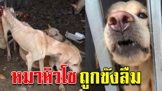 หมา 20 ตัว โดนขังลืมเอาในบ้าน สภาพอดอยาก ผอมโซทุกตัว