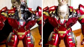 14 ภาพที่พิสูจน์ว่า หากโลกนี้ไม่มีแมว ชีวิตของเราคงจะ&rdquo;ว่างเปล่า&rdquo; หงอยเหงามากๆเลย