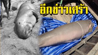 พบซากพะยูน บริเวณไร่เลย์ สลดแผลเต็มลำตัว
