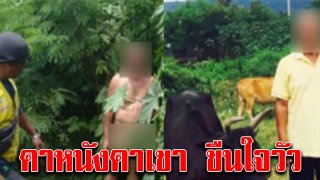 ลุงขืนใจวัว จับได้คาหนังคาเขา ยืนล่อนจ้อน ฟังคำสารภาพ เป็นใครก็รับไม่ได้