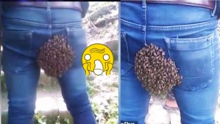 น่ากลัว!! ​ชายคนหนึ่งซวย โ​ด​นฝูง​ผึ้​งเกาะหว่าง​ขา คา​ด​กลิ่น​ดึง​ดูด​นาง​พญา ไ​ล่ไม่ยอมไป