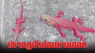 ชาวบ้านแห่ส่อง จิ้งจกสีแดง ปรากฏตัวกลางร้านอาหาร เกาะสมุย