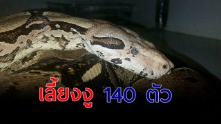 สาวเลี้ยงงูในบ้าน 140 ตัว พบอีกที เป็นศพ ถูกงูรัดคอ ดับอนาถ